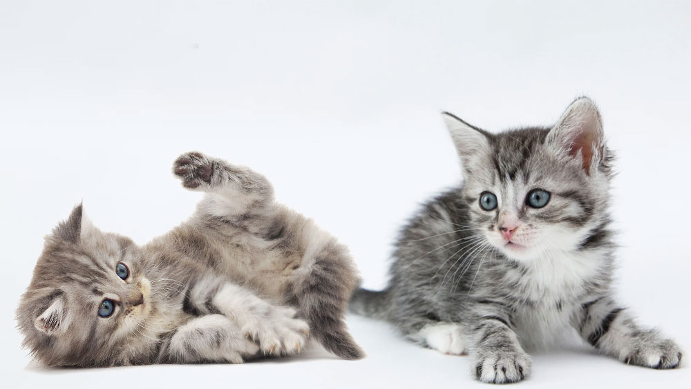 6 Things You Should Know Before Getting a Cat/Kitten
