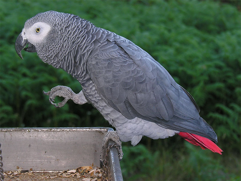 African grey parrot