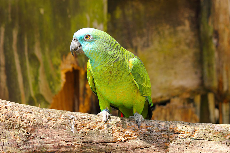 Amazon parrots