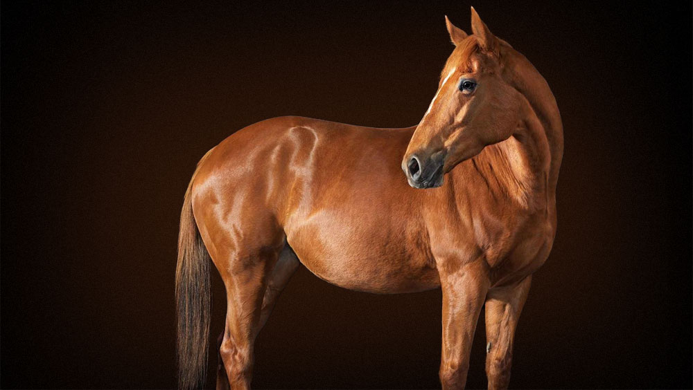 Best Ways to Pet Your Horse