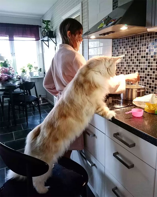 Big cat