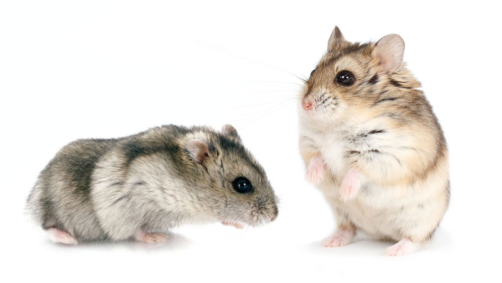 Can DWARF Hamsters Live Together?