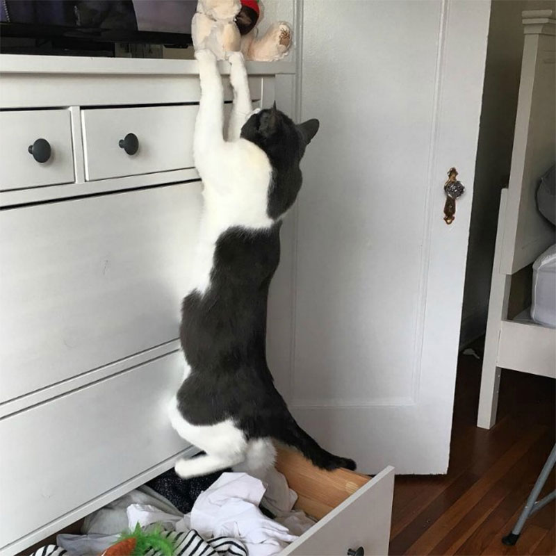 Cats Are Be Mischievous
