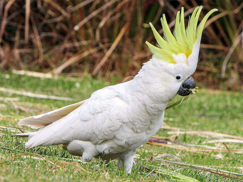 Cockatoos