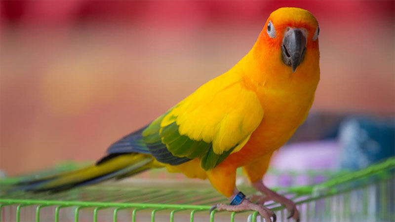 Conures