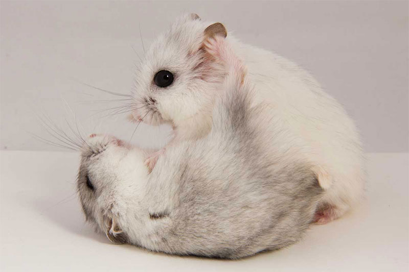 DWARF Hamsters Fight Each Other