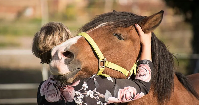 Find Spots That Feel Good to the Horse