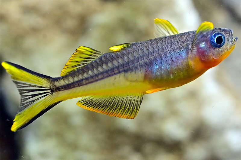 Forktail rainbowfish