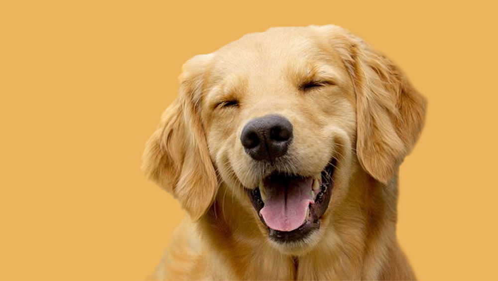 How To Show Your Dog Your Love
