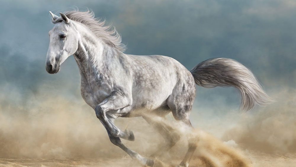 How to Best Bond With Your Horse Through Play