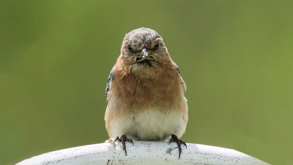 How to Bond with a Bird You Pissed Off