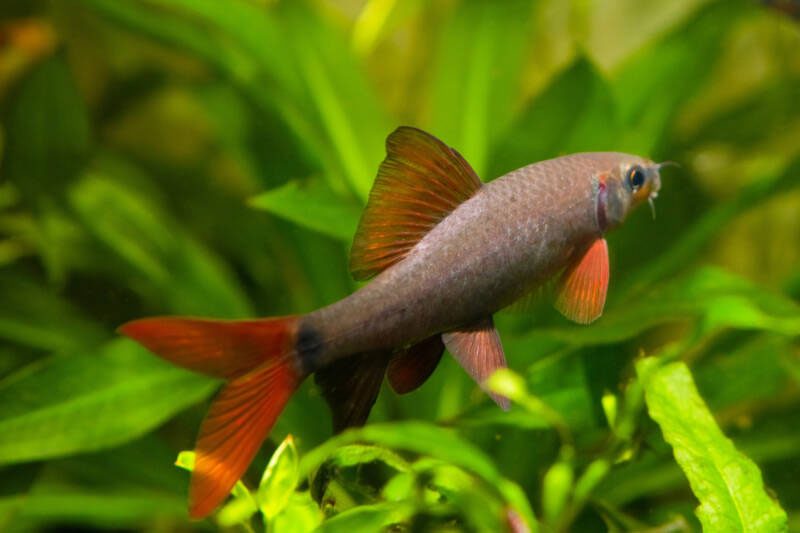 Janitors Of Your Fish Tank