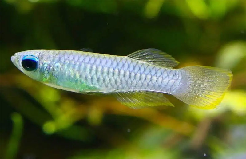 Lampeye killifish