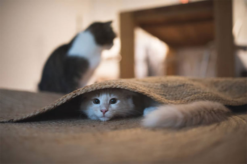 Lose a Cat