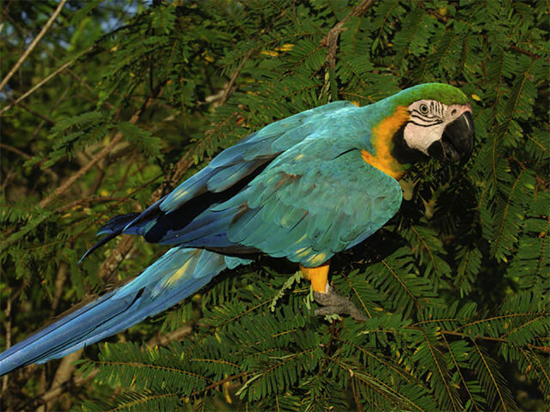 Macaw