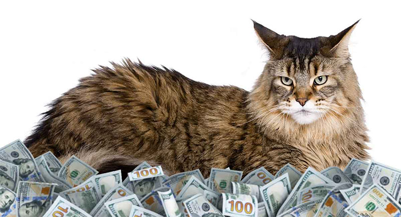 Maine Coon cats are expensive