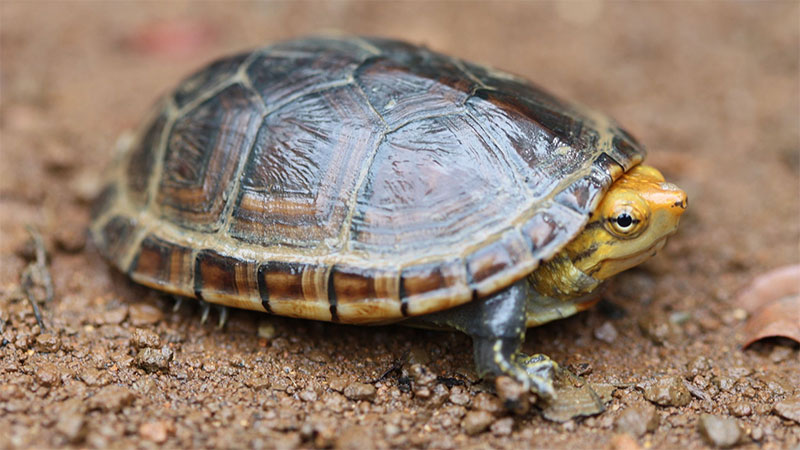 Mud Turtles