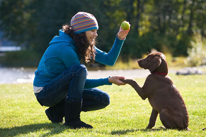 Put your phone down and focus on your dog instead