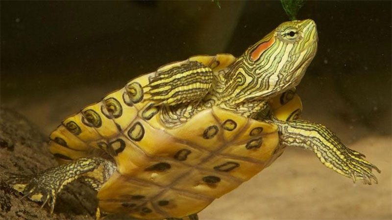 Red Eared Slider Turtle