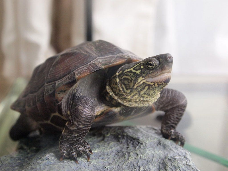 Reeve s Turtle