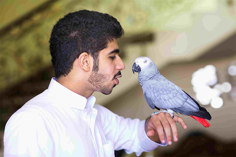 Spend time talking to your bird