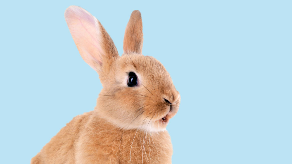 These Fruits And Vegetables Are Fatal To Rabbits