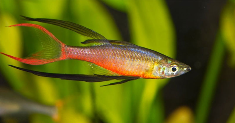 Threadfin rainbowfish