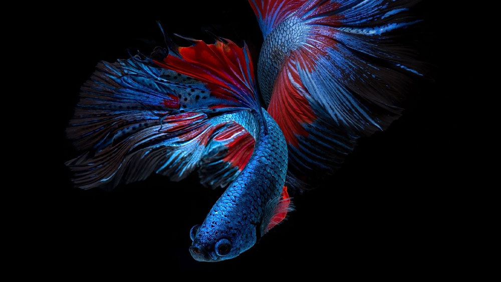 Top 10 Fish Tank Cleaners