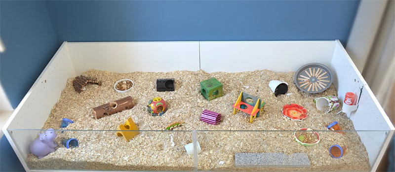 What to Do If You Want Your DWARF Hamsters to Get Along