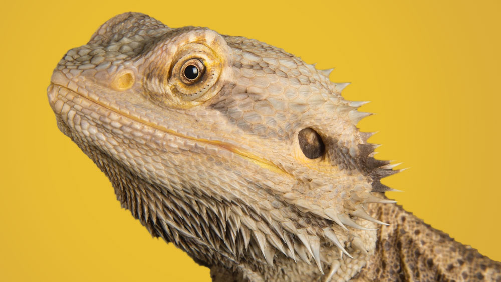 Why Bearded Dragons Are Not Good Pets for Beginners