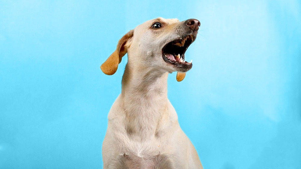 Why Dog Bark at Some Strangers and Not Others