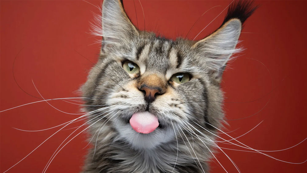 Why You Shouldn't Get a Maine Coon Cat