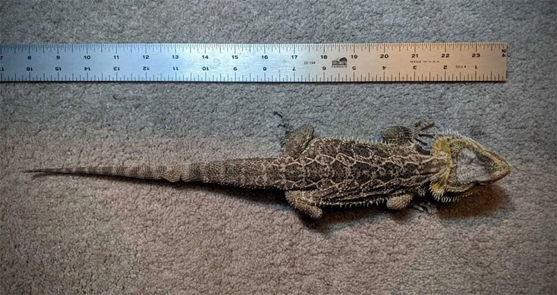 body size