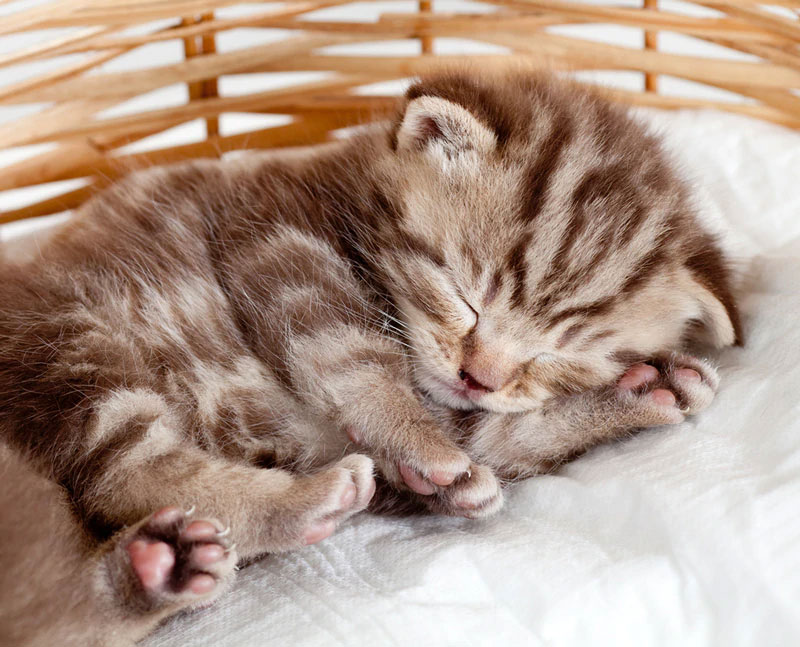 sleep alot