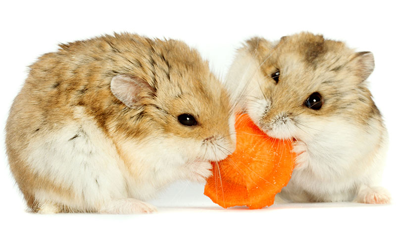 slotly introduce dwarf hamsters