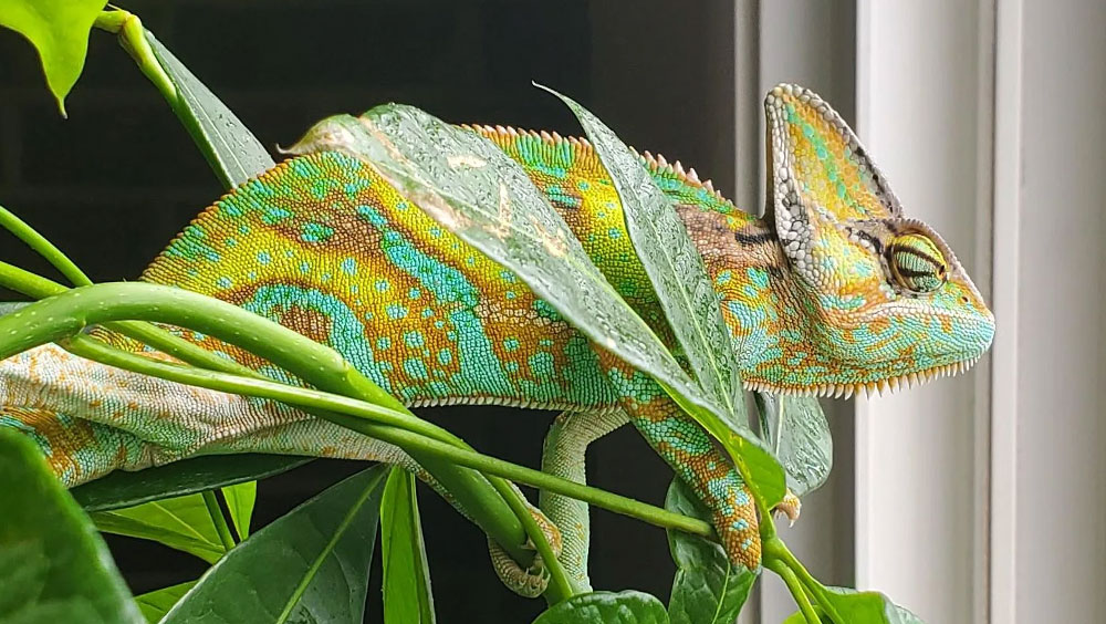 3 Cute Reptiles That Can Be Your Pets