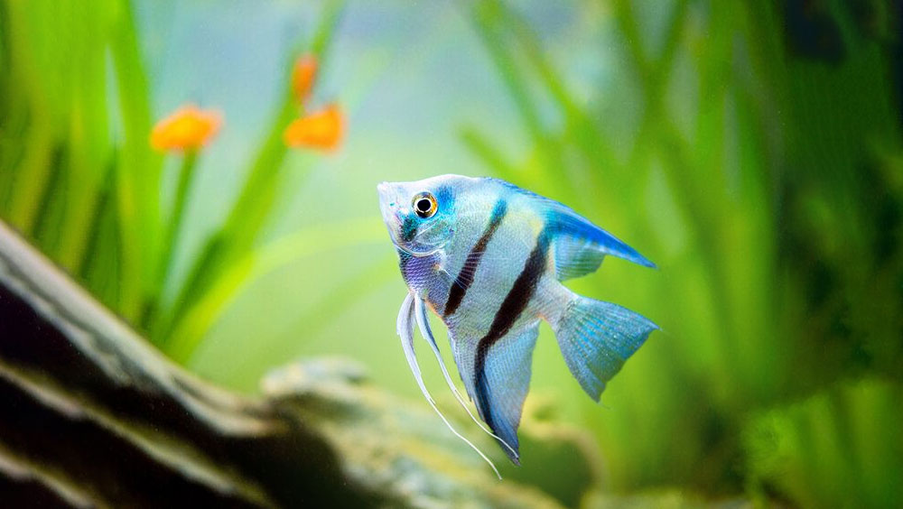 4 Things to Avoid When You Have A Fish Pet