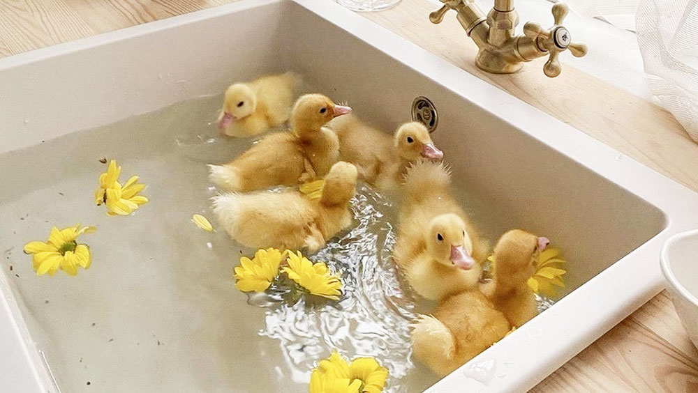 4 Tips On How To Keep Your Feathered Friend Clean