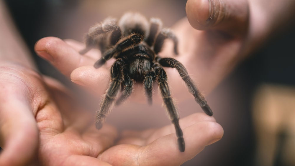 4 Tips to Consider for A Pet Tarantula