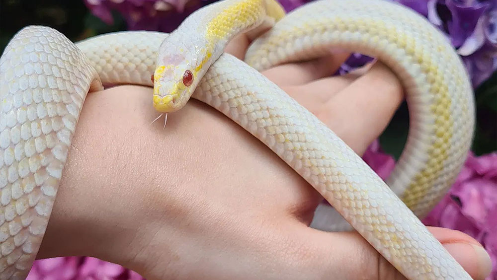 4 Tips to Keep In Mind for Snake Bedding
