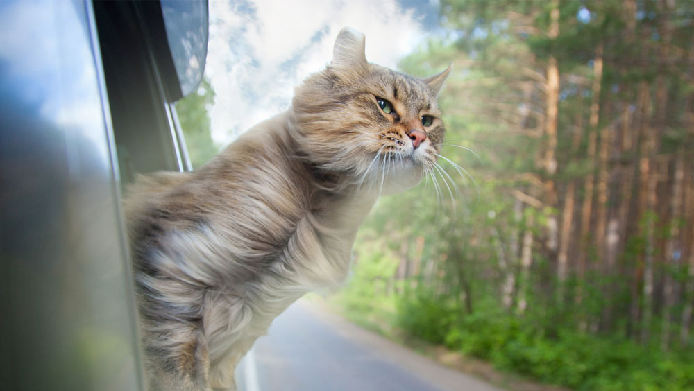 4 Tips to Prepare Your Cat for Travel