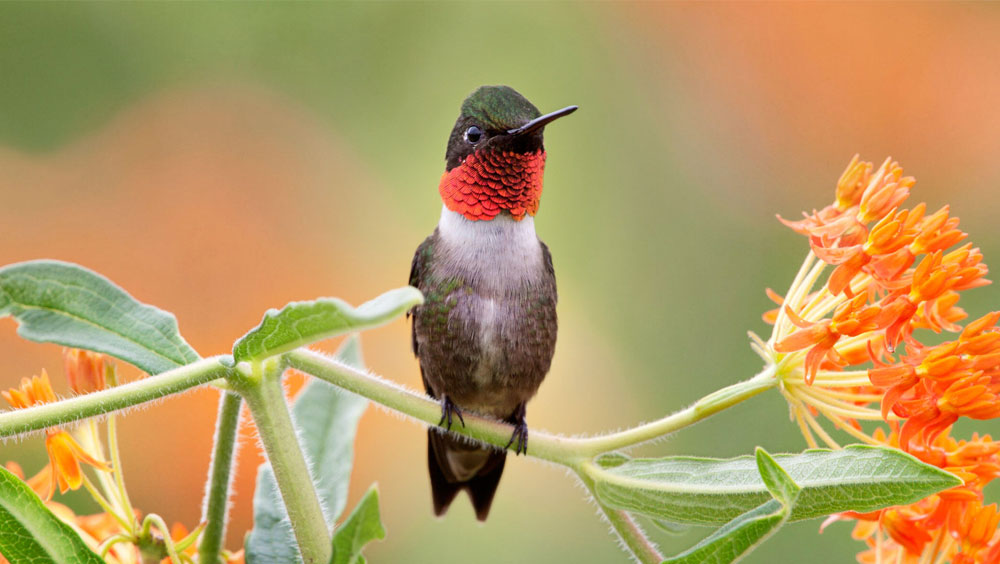 5 Interesting Plants That Are Safe for Birds