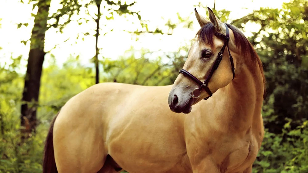 5 Most Popular Horse Breeds