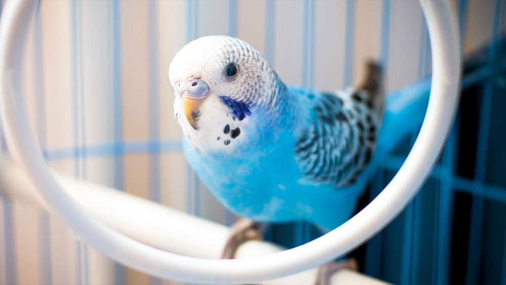 5 Things Your Birds Don't Like