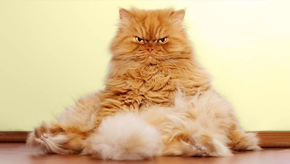 5 Tips to Groom Your Cat