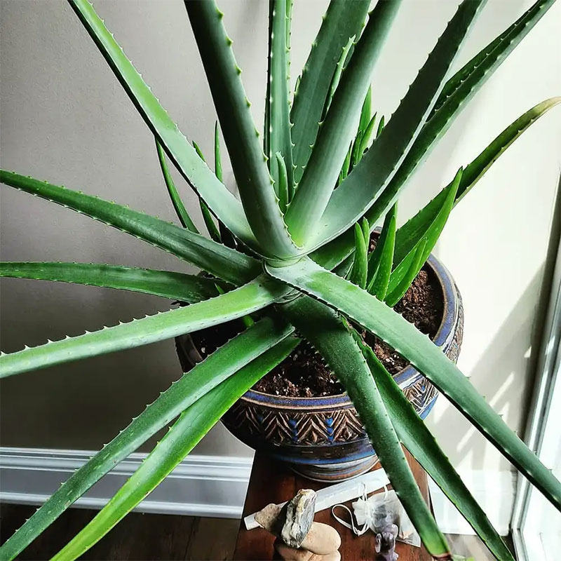 Aloe Vera Plants