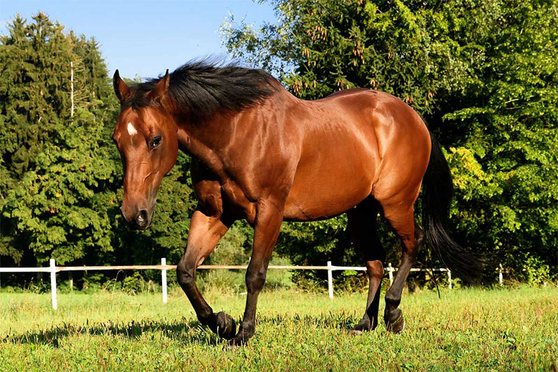 American Quarter Horse