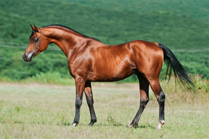 Arabian