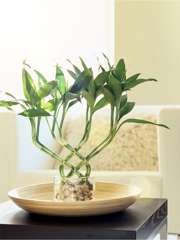 Bamboo