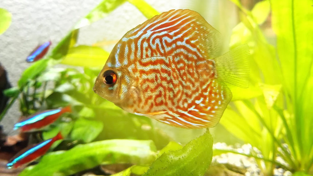 Best Filtration Systems for Your Aquarium